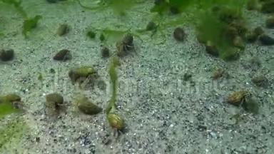 短吻海马海马在藻类中游动。